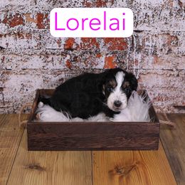 Lorelia - Phantom female Assorted Doodle Crosses puppy in Calhoun, Georgia from Happy Top Doodles