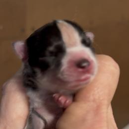 Bonnie - Merle female Pomsky puppy in Spring Hill, Florida from PDQ Pomskies