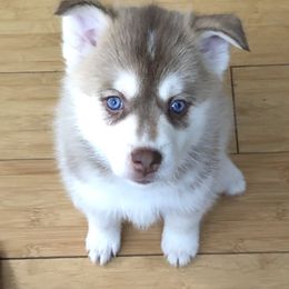 Pomsky Puppies from Ocean State Pomskies
