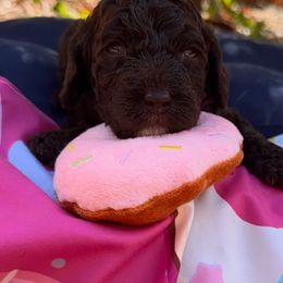 Chokis - Chocolate female Australian Labradoodle puppy in Alamo, Texas from QuiSal Labradoodles