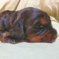 Girl 3 - Black and tan female Gordon Setter puppy in Milton, Florida from Katherine's Golden Retrievers, Gordon Setters, and English Setters