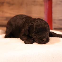 Kyla - Black female Whoodle puppy in West Bend, Iowa from Blue Skies Terriers