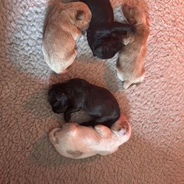 Kaleb - Red male Australian Labradoodle puppy in East Granby, Connecticut from All-Spice Australian Labradoodles