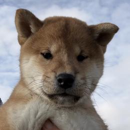 Handsome red male - Red male Shiba Inu puppy in Nampa, Idaho from Hillsdale Shiba Inu