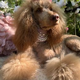 Poodles from Villa Rosa Poodles