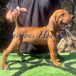 Black collar - Red male Redbone Coonhound puppy in Mount Pleasant, Texas from Harmons Hounds