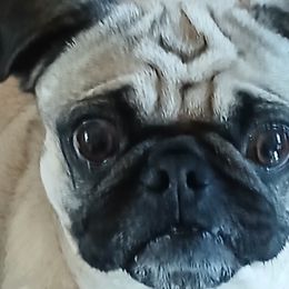 Joon - Pug