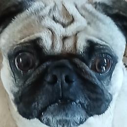 Joon - Pug