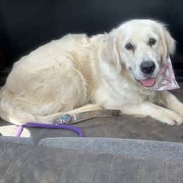 Pearl - Golden Retriever