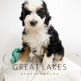 Peaches - Tri-color female Bernedoodle puppy in Baroda, Michigan from Great Lakes Bernedoodles