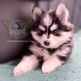 Monarch Blaze - Black and white female Pomsky puppy in Greeley, Colorado from Monarch Pomskies | Northern Colorado