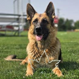 Belka - German Shepherd