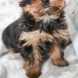 Yorkshire Terrier Puppies from Essence of Grace Yorkies