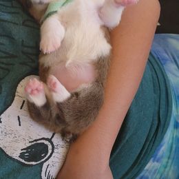 Pembroke Welsh Corgi Puppies from Space Coast Corgi