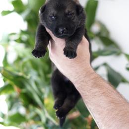 Luxor - Sable male German Shepherd puppy in Coarsegold, California from Yosemite Shepherds