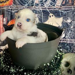 Cyser - Blue merle male Australian Shepherd puppy in Brookfield Township, Ohio from AussieLand Shepherds