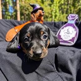Lilo AKC - white stripe chest - 2800 - Black and tan female Dachshund puppy in Indian Trail, North Carolina from Hilda’s Teenie Weenies