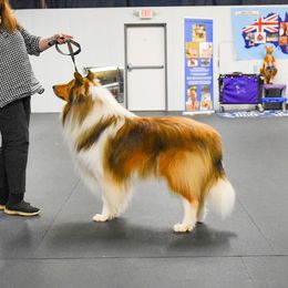 Bruce - Collie