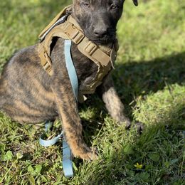 Belgian Malinois and Dutch Shepherd Puppies from Mercy Kennels