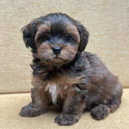 Havanese Puppies from Littlepage's Havanese