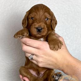 Gouda - Red  male Goldendoodle puppy in Murrieta, California from Apricot Poodles & Goldendoodles, LLC
