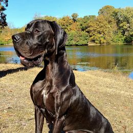 Great Danes from Weigert Danes