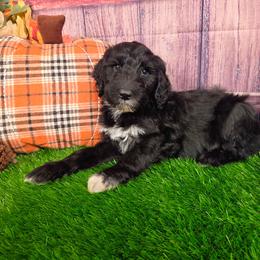 Reggie - Black and white male Sheepadoodle puppy in Cornelia, Georgia from Yates Family Farm