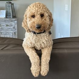 Lady - Poodle