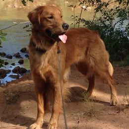 Golden Retriever All Grown Up from Lori Copsey's Golden Retrievers