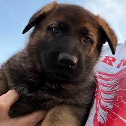 MERRY - red collar - Sable female German Shepherd puppy in Coats, North Carolina from T'S SHEPHERDS