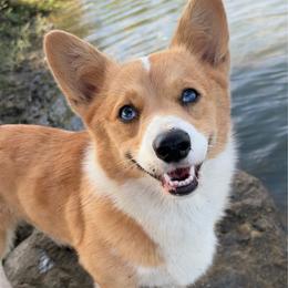 Luna - Red female Pembroke Welsh Corgi puppy in Beggs, Oklahoma from Blue Diamond Corgi’s