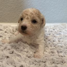 Sunny - Yellow and white female Bernedoodle puppy in Monument, Colorado from Colorado Dreamin Doodles