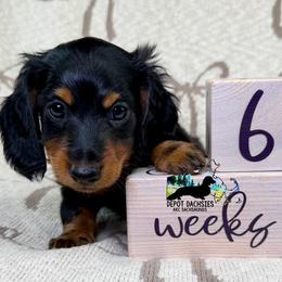 Boston AKC: Black and Tan, Long Hair - Black and tan male Dachshund puppy in South Easton, Massachusetts from Depot Dachsies