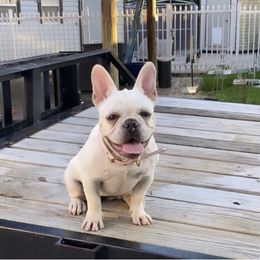Daisy - French Bulldog