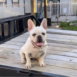 Daisy - French Bulldog