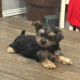 Chloe - Black & tan tri-color female Morkie puppy in Oakland, Kentucky from Imperial Dogs