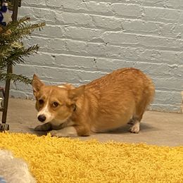 Jane - Pembroke Welsh Corgi