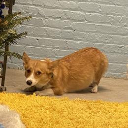 Jane - Pembroke Welsh Corgi