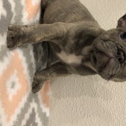 French Bulldog Puppies from Roughneck Frenchies