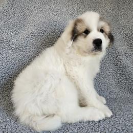 Moose - green collar - White and badger male Great Pyrenees puppy in Monmouth, Maine from Flewelling Great Pyrenees