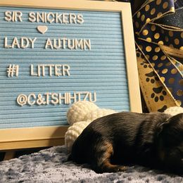 Shih Tzu Puppies from Crown & Tress Shih Tzu