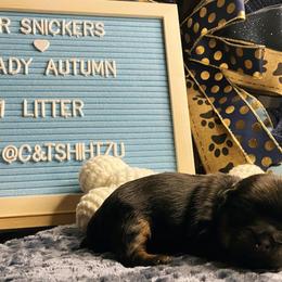 Shih Tzu Puppies from Crown & Tress Shih Tzu