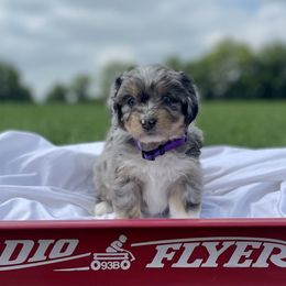 Girl 4 - Blue merle Aussiedoodle puppy in Higginsville, Missouri from Davis Creek Kennel
