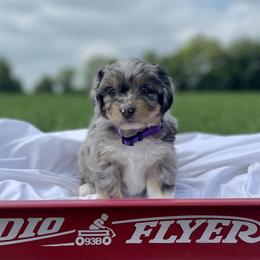 Girl 4 - Blue merle Aussiedoodle puppy in Higginsville, Missouri from Davis Creek Kennel