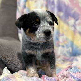 Australian Cattle Dog Puppies from Adcock Ranch Cattle Dogs