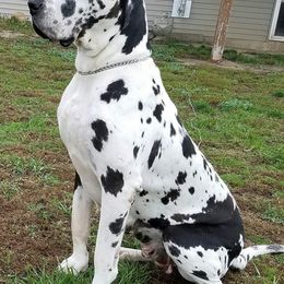 Boxers and Great Danes from Boxers and Great Danes
