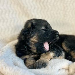 Thor - Black and red male German Shepherd puppy in Augusta, Wisconsin from Wehrhaus German Shepherds
