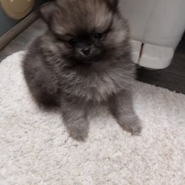 Pixel - Cream sable Pomeranian puppy in Eureka Springs, Arkansas from Maple Hills Poms