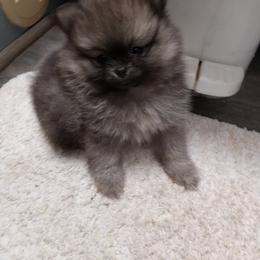Pixel - Cream sable Pomeranian puppy in Eureka Springs, Arkansas from Maple Hills Poms