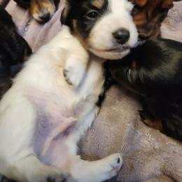 Oreo - Piebald male Dachshund puppy in Grants Pass, Oregon from Climate City Doxies